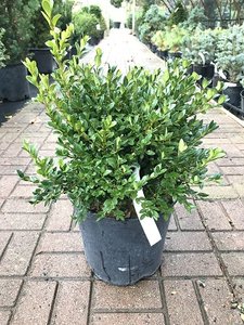 GREEN MOUND BOXWOOD 2GAL