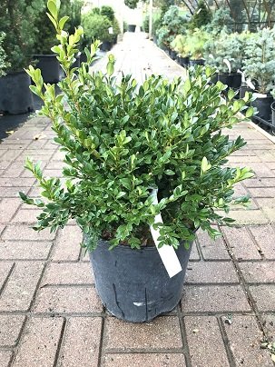 GREEN MOUND BOXWOOD 30CM