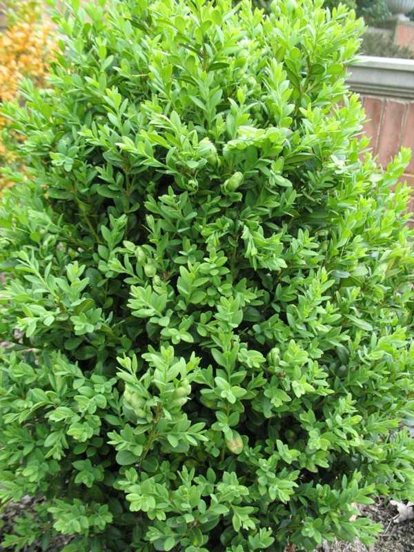GREEN MOUNTAIN BOXWOOD 40 CM - Oxford Insta-Shade