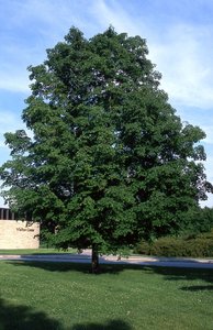 GREEN MOUNTAIN SUGAR MAPLE 200CM - image 3