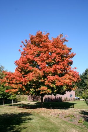 GREEN MOUNTAIN SUGAR MAPLE 200CM - image 2