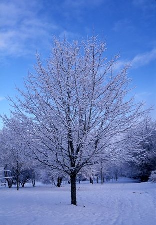 GREEN MOUNTAIN SUGAR MAPLE 225CM - image 2