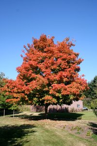 GREEN MOUNTAIN SUGAR MAPLE 50MM - image 1