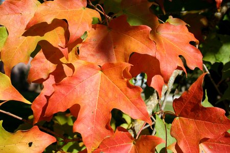 GREEN MOUNTAIN SUGAR MAPLE 50MM - image 4