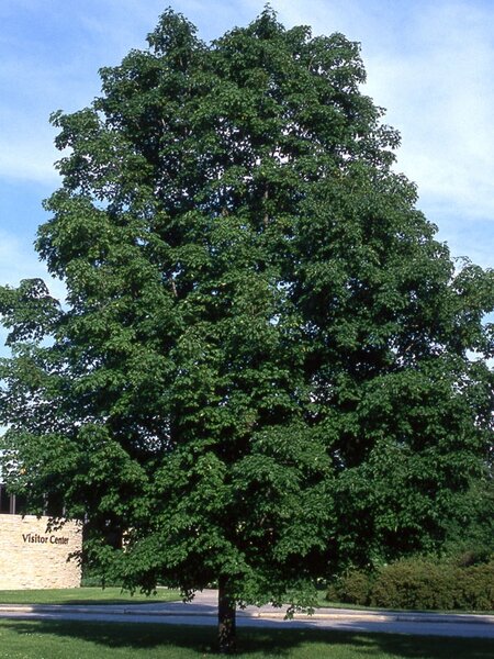 GREEN MOUNTAIN SUGAR MAPLE 80 MM