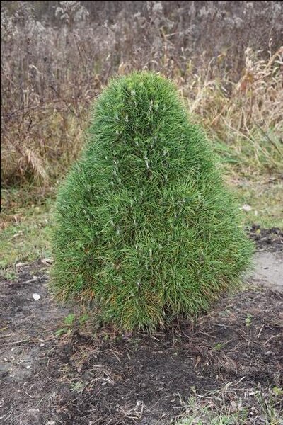 GREEN PENGUIN PINE 80CM