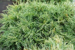 GREEN TWIST WHITE PINE 70CM STD - image 2