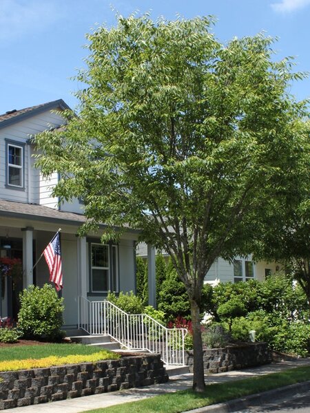 GREEN VASE ZELKOVA 300CM