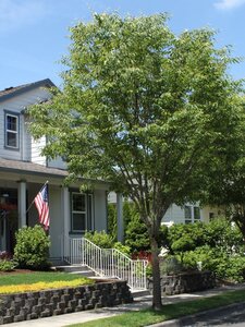 GREEN VASE ZELKOVA 300CM
