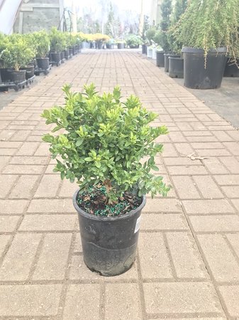 GREEN VELVET BOXWOOD 1 GAL