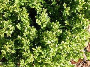 GREEN VELVET BOXWOOD 30 CM