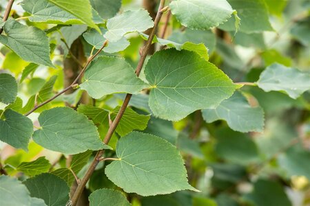 GREENSPIRE LINDEN 175 CM.  - image 1