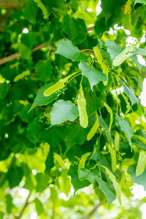 GREENSPIRE LINDEN 60 MM  - image 3