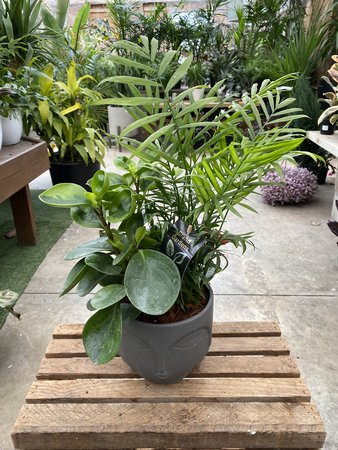 GREY FACE TROPICAL PLANTER