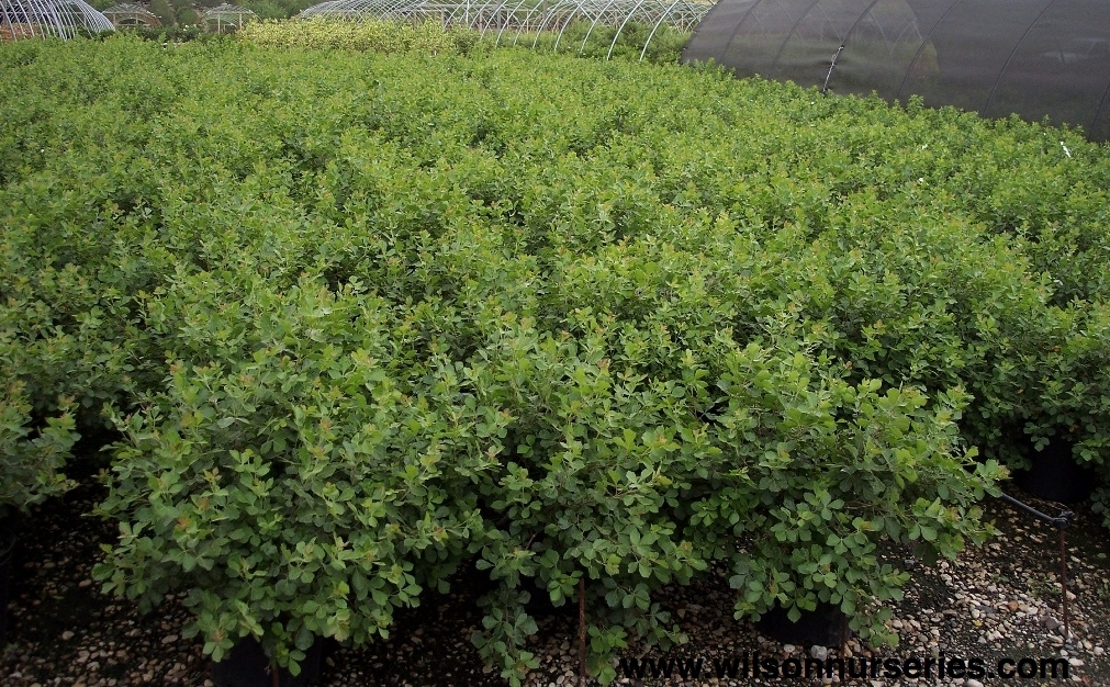 GRO-LOW FRAGRANT SUMAC 40CM - Oxford Insta-Shade