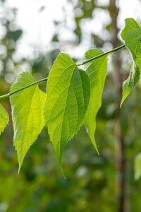 HACKBERRY 200 CM  - image 4