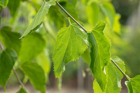 HACKBERRY 200 CM  - image 1