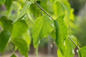 HACKBERRY 200 CM  - image 1