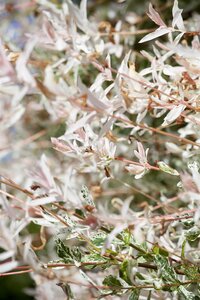 HAKURO NISHIKI DAPPLED WILLOW 2G - image 3