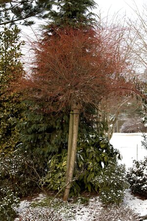 HAKURO NISHIKI WILLOW STD 160CM  - image 1