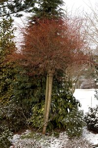 HAKURO NISHIKI WILLOW STD 160CM  - image 1