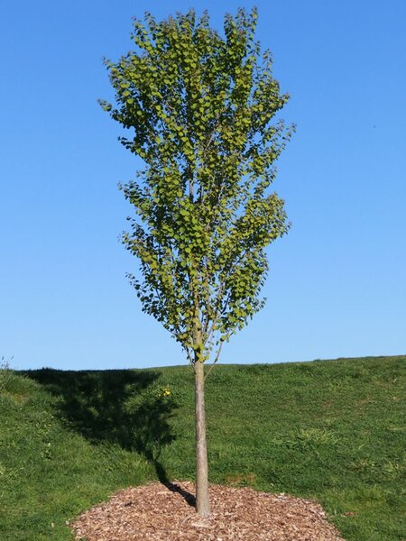 HANNAH'S HEART KATSURA 100CM