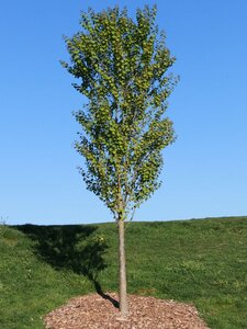 HANNAH'S HEART KATSURA 175CM