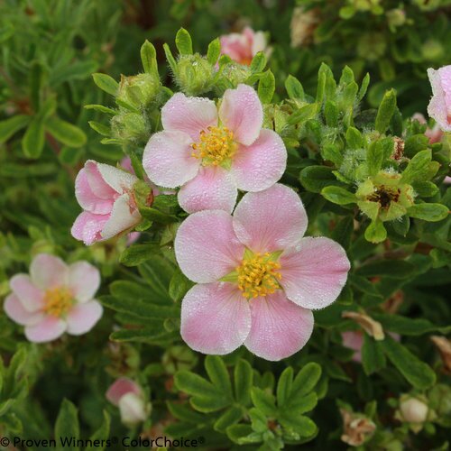 HAPPY FACE PINK POTENTILLA 30CM