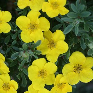 HAPPY FACE YELLOW POTENTILLA 30CM