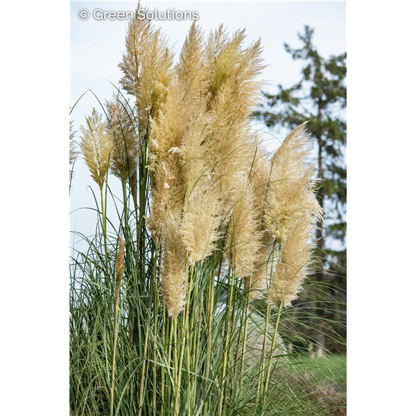 HARDY PAMPAS GRASS 2G