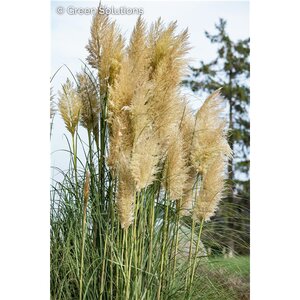 HARDY PAMPAS GRASS 2G