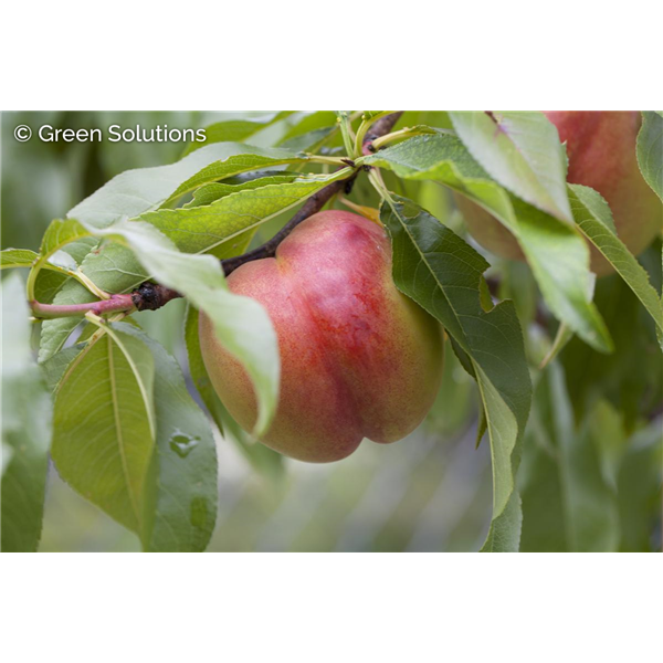 HARDY RED NECTARINE SEM-DWARF V