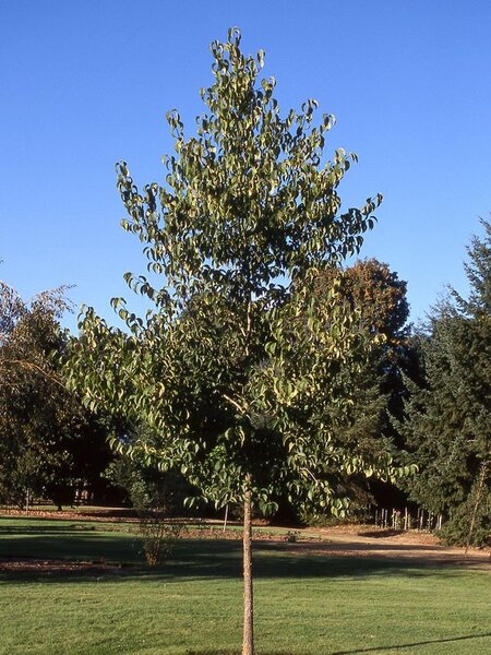 HARDY RUBBER TREE 300CM