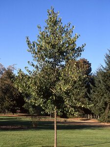 HARDY RUBBER TREE 35MM