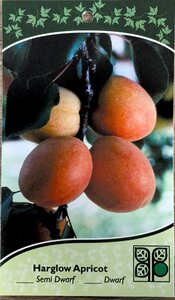 HARGLOW APRICOT SEMI (3 month warranty) - image 2