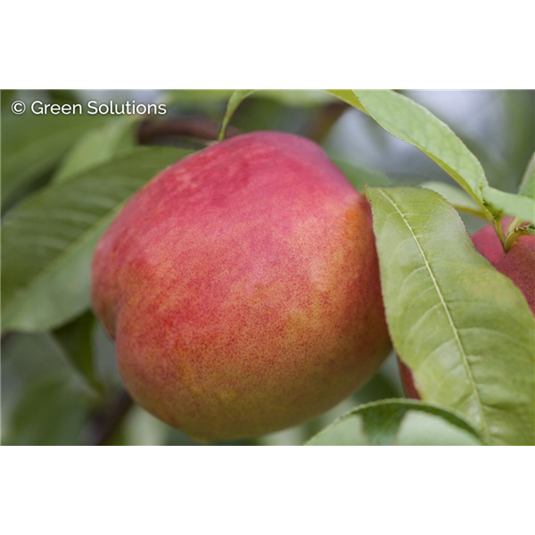 HARKO NECTARINE SEM-DWARF  V