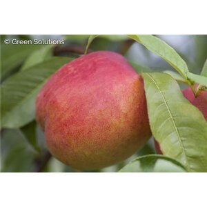 HARKO NECTARINE SEM-DWARF  V