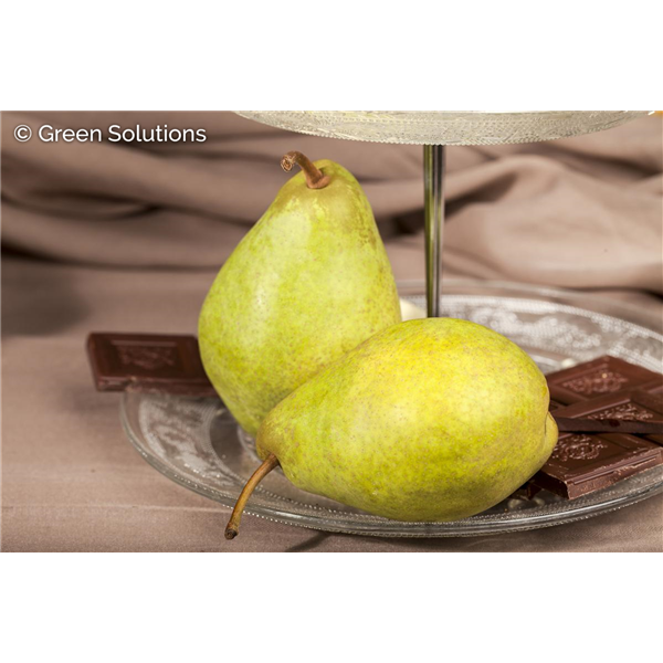 HARROW GOLD PEAR SEM-DWARF 15MM