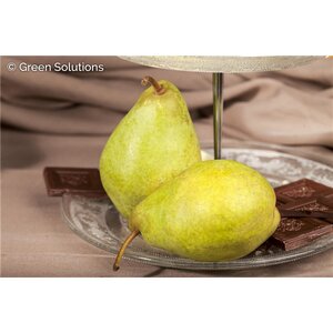 HARROW GOLD PEAR SEM-DWARF 15MM