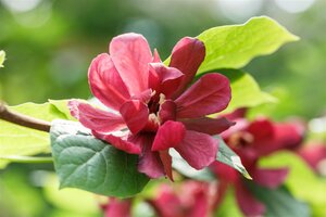 HARTLAGE WINE CALYCANTHUS ALLSPICE 60C - image 5