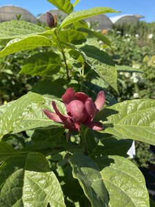HARTLAGE WINE CALYCANTHUS ALLSPICE 60C
