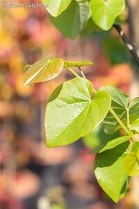 HEARTS OF GOLD REDBUD 225 CM