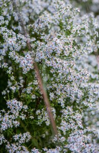 HEATH ASTER SNOW FLURRY 1G