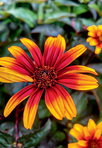 HELIOPSIS (FALSE SUNFLOWER) BURNING HEARTS 1G