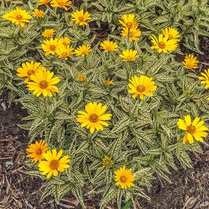 HELIOPSIS FALSE SUNFLOWER SUNSTRUCK 1G