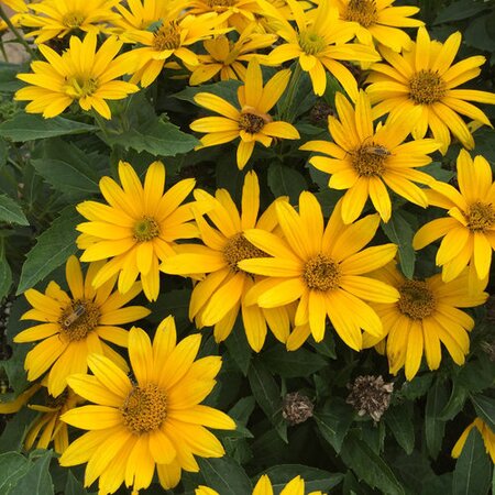 HELIOPSIS (FALSE SUNFLOWER) TUSCAN GOLD 1G