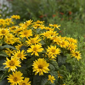 HELIOPSIS (FALSE SUNFLOWER) TUSCAN GOLD PW 8INCH