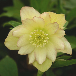 HELLEBORUS FIRST DANCE 1G