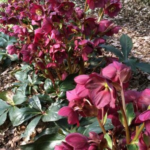 HELLEBORUS HGC ICE N ROSES RED 1G