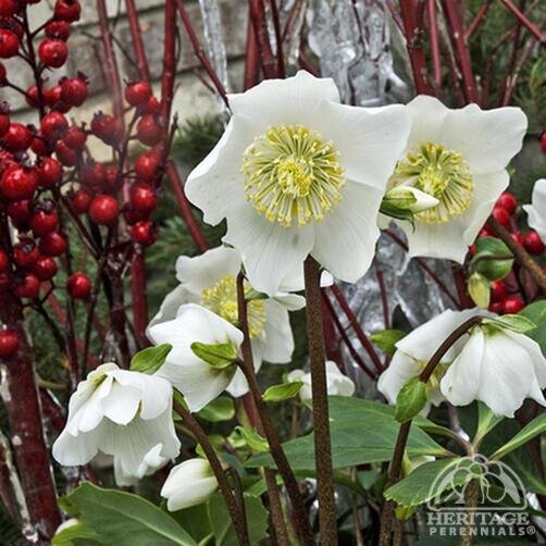 HELLEBORUS HGC JACOB 1G